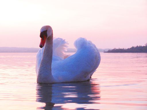 Schwan Ammersee